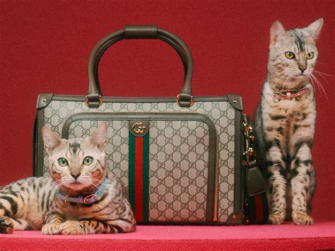 square gucci backpack cat|Gucci Launches First Pet Collection of Collars, Leashes, Beds .